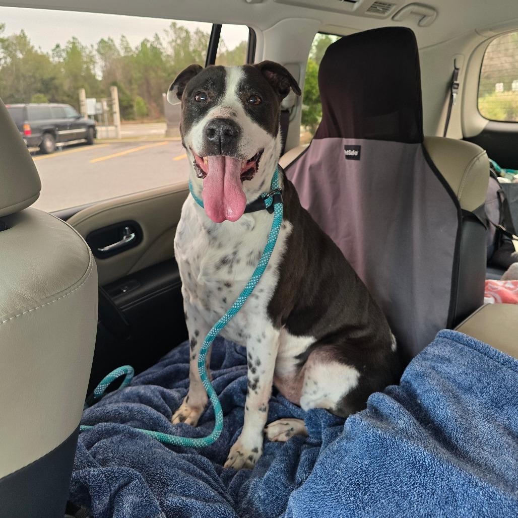 Enlarge Daisy, a Adoptable Mixed Breed in Jacksonville Beach, FL image 2/4