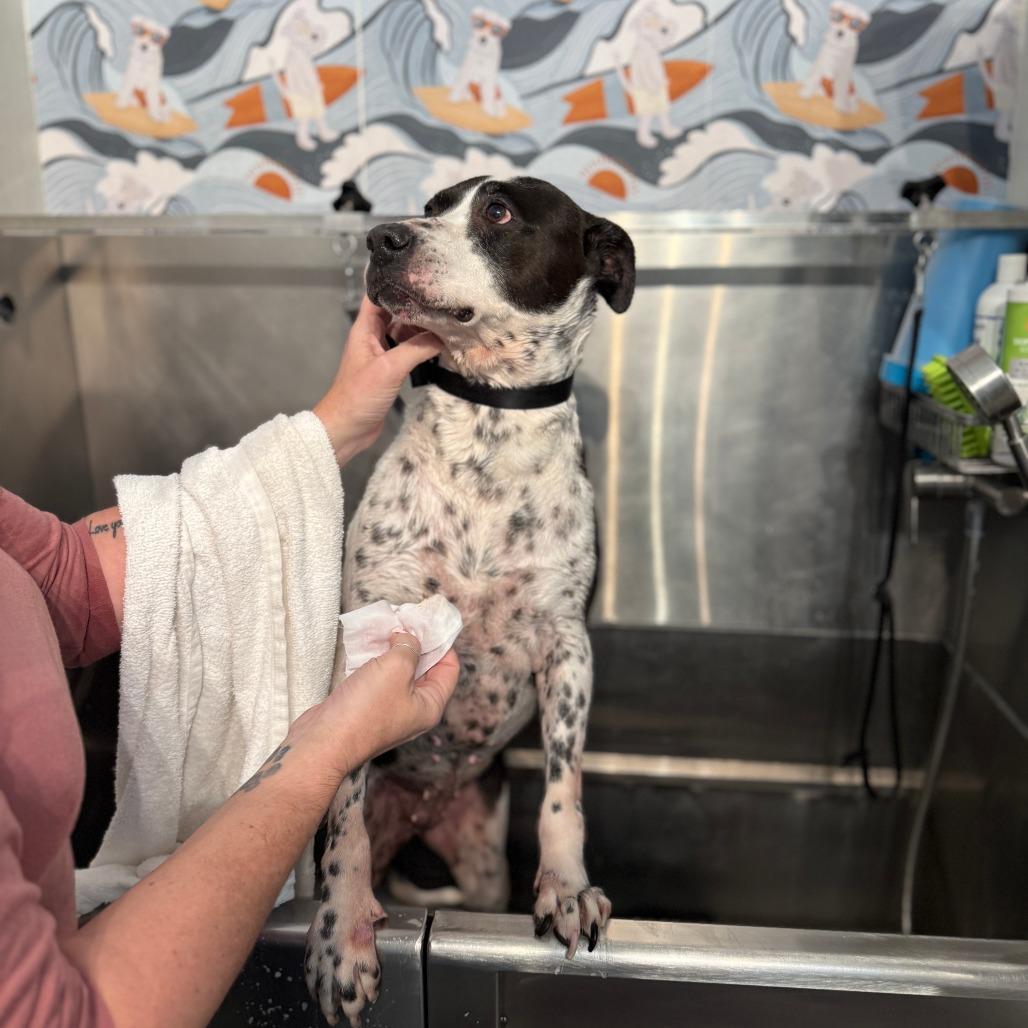 Enlarge Daisy, a Adoptable Mixed Breed in Jacksonville Beach, FL image 3/4