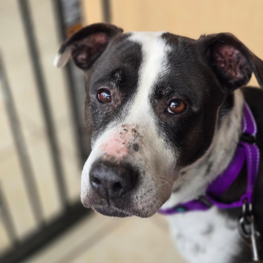 Enlarge Daisy, a Adoptable Mixed Breed in Jacksonville Beach, FL image 4/4