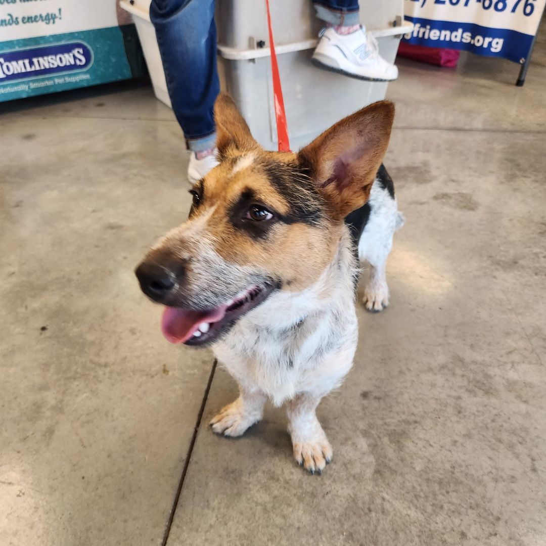 Enlarge Bandit, a Adoptable mixed breed in Lago Vista, TX image 4/5