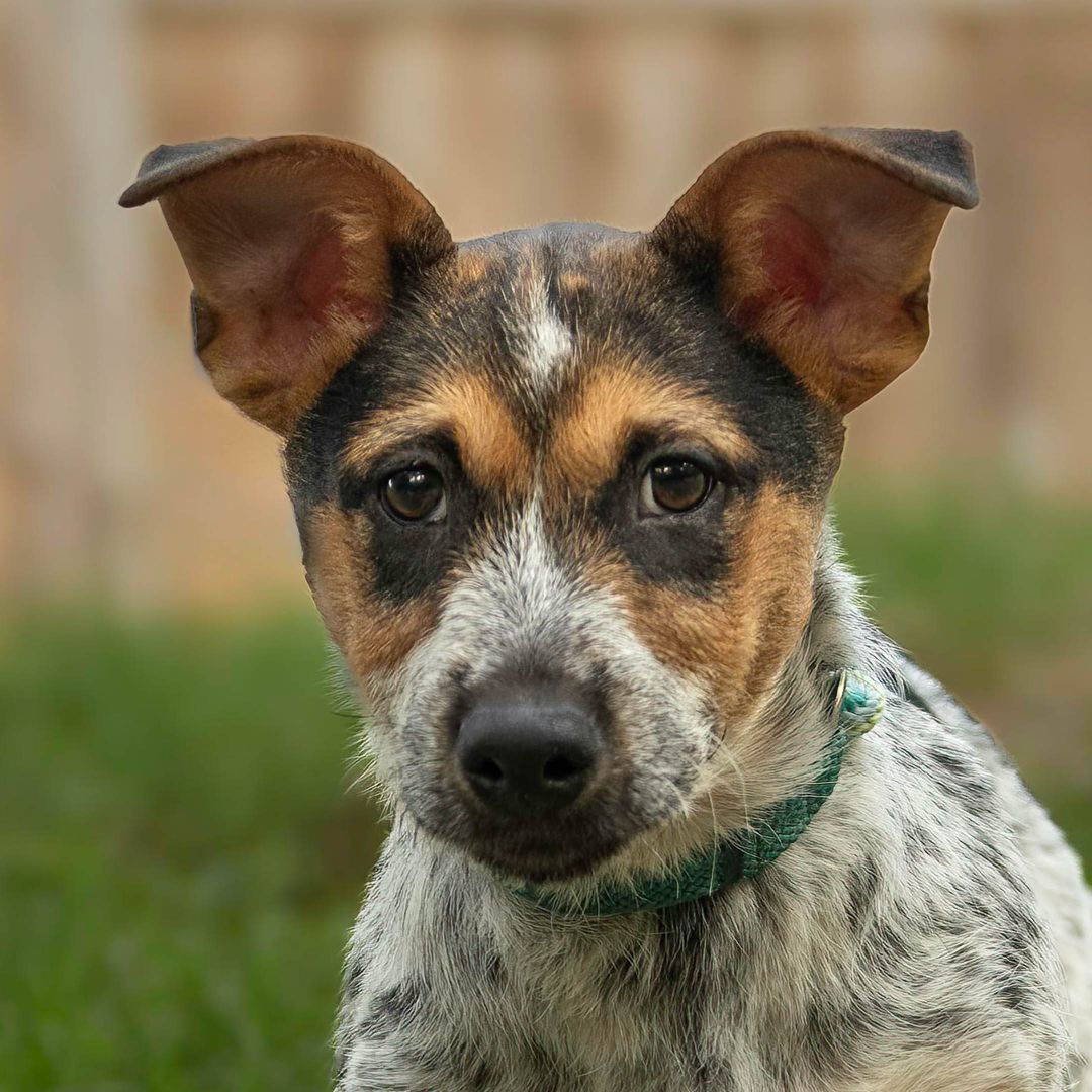 Bandit, Baby Male Corgi
