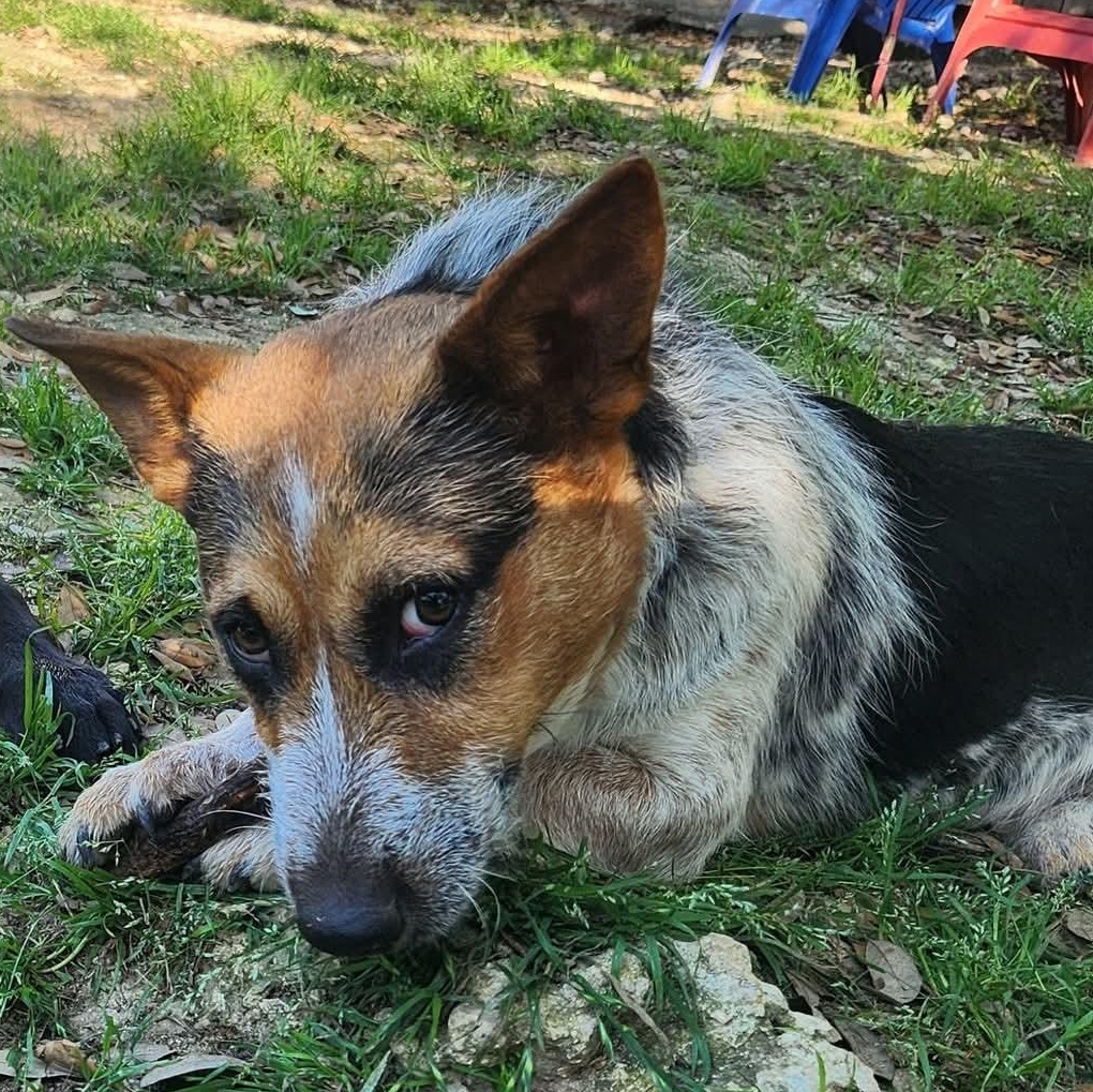 Bandit, Adoptable, Adult Male Corgi & Australian Cattle Dog / Blue Heeler.