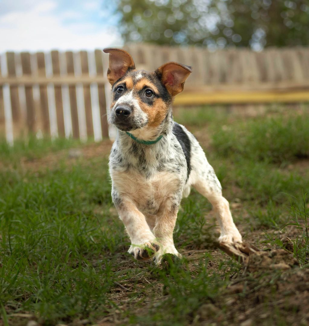 Bandit photo 3
