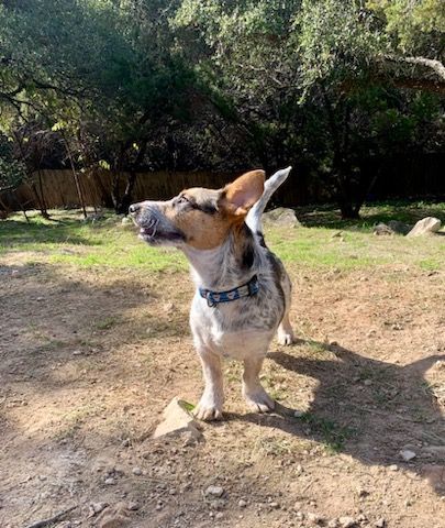 Enlarge Bandit, a Adoptable mixed breed in Lago Vista, TX image 5/5