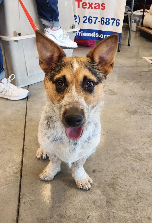 Bandit, an adoptable Corgi, Australian Cattle Dog / Blue Heeler in Lago Vista, TX, 78645 | Photo Image 5