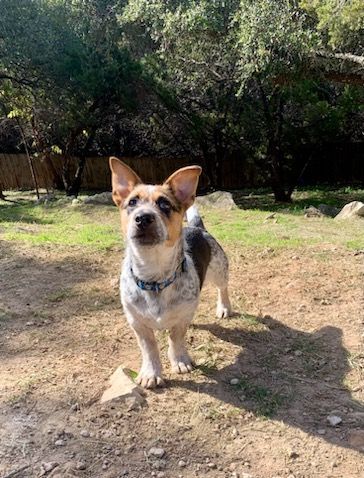 Enlarge Bandit, a Adoptable mixed breed in Lago Vista, TX image 3/5