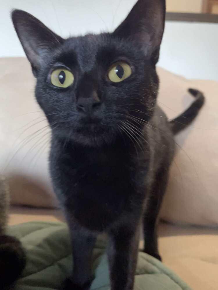 Enlarge Bobber H., a Adoptable Domestic Short Hair in Peoria, IL image 1/1