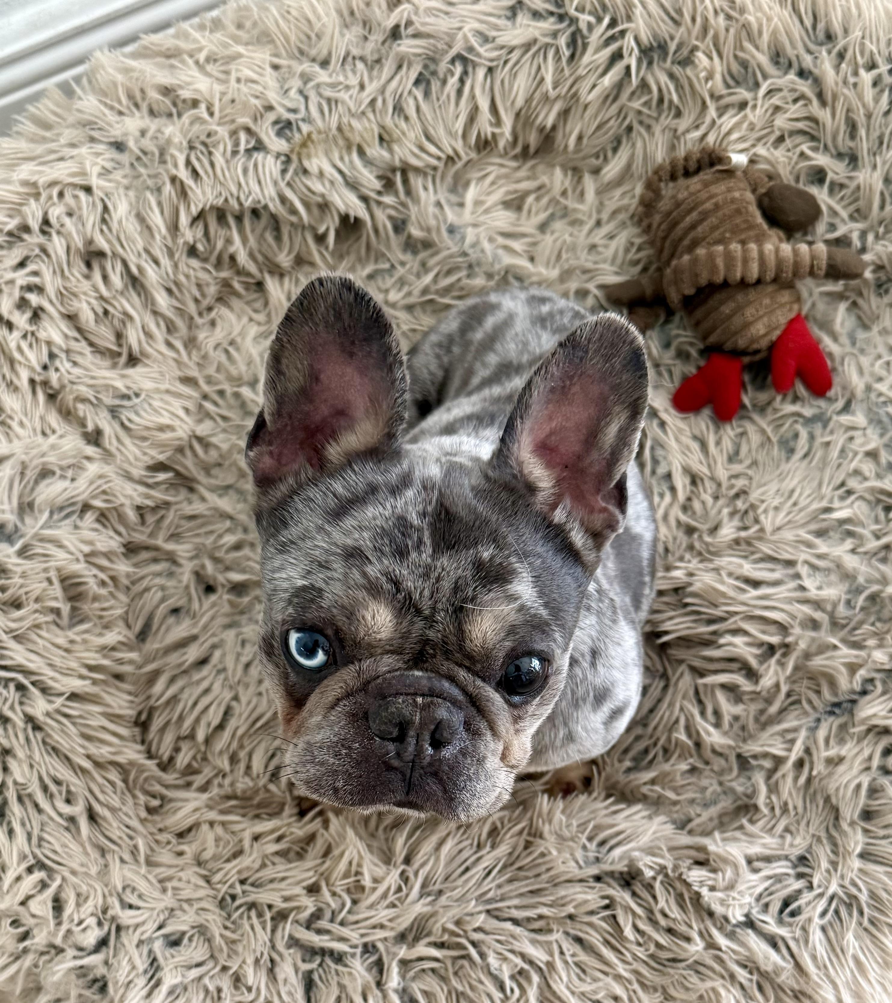 Purebred French Bulldog Blue Merle Girl Skittles , adopted, Young Female French Bulldog.