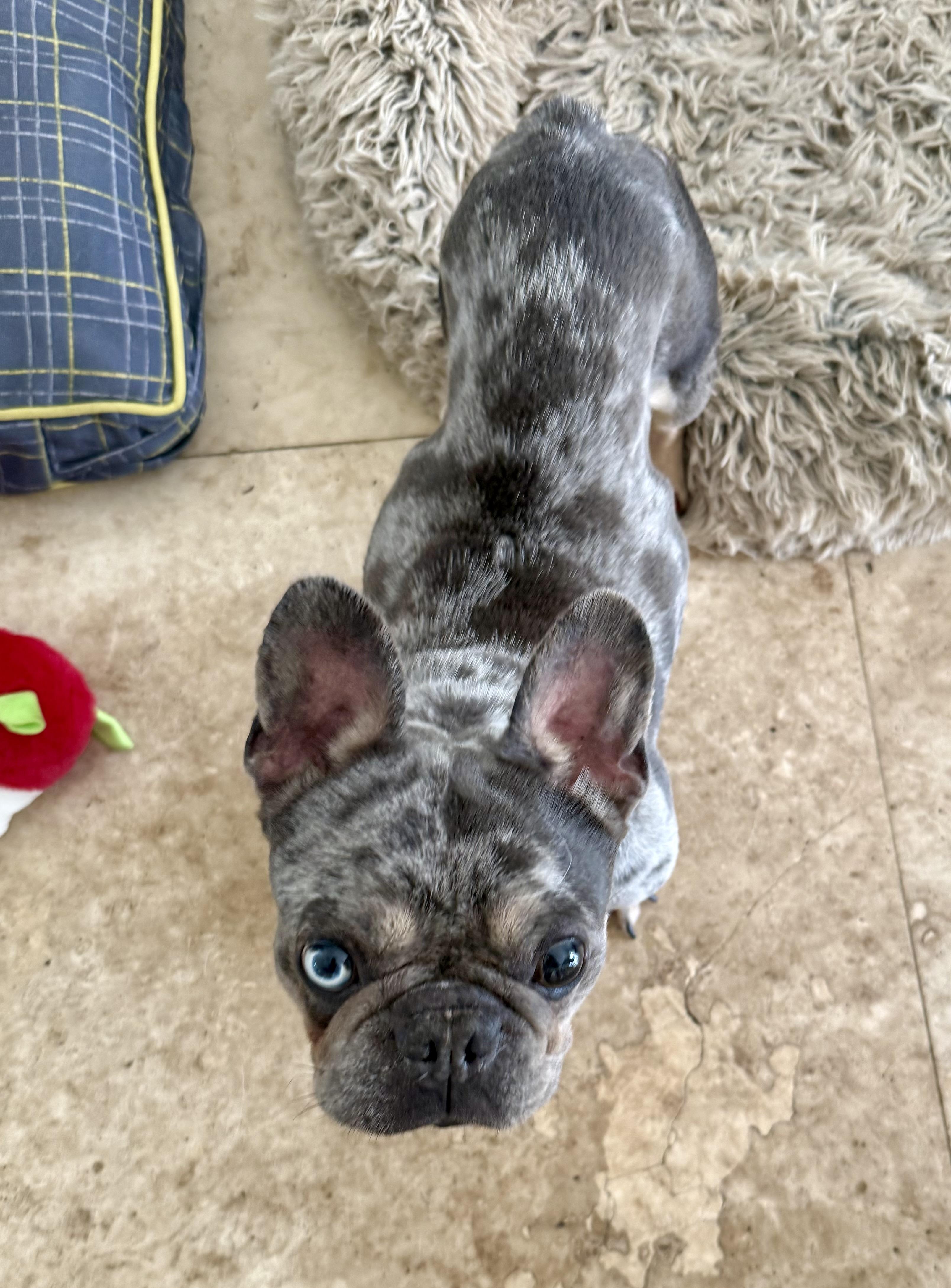 Enlarge Purebred French Bulldog Blue Merle Girl Skittles , an adopted French Bulldog in Boca Raton, FL image 2/6