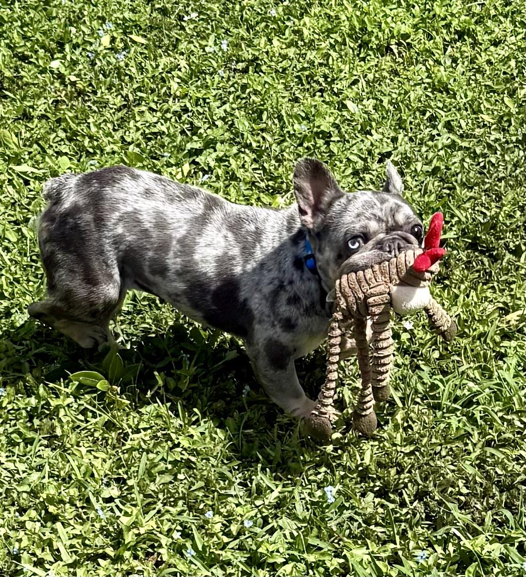 Enlarge Purebred French Bulldog Blue Merle Girl Skittles , an adopted French Bulldog in Boca Raton, FL image 3/6