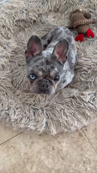 Enlarge Purebred French Bulldog Blue Merle Girl Skittles , an adopted French Bulldog in Boca Raton, FL video 4/6