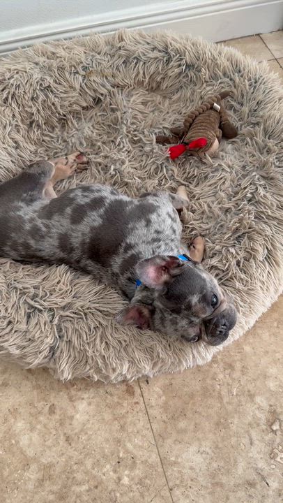 Enlarge Purebred French Bulldog Blue Merle Girl Skittles , an adopted French Bulldog in Boca Raton, FL video 5/6