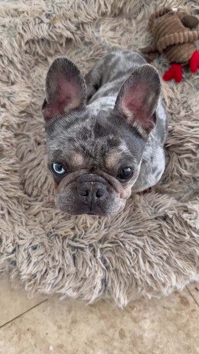 Enlarge Purebred French Bulldog Blue Merle Girl Skittles , an adopted French Bulldog in Boca Raton, FL video 6/6