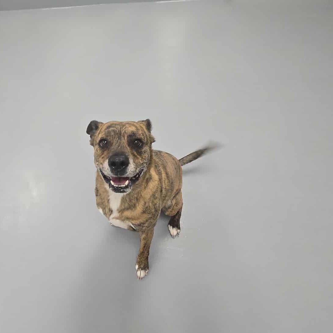 Mushu, Adult Male Pit Bull Terrier