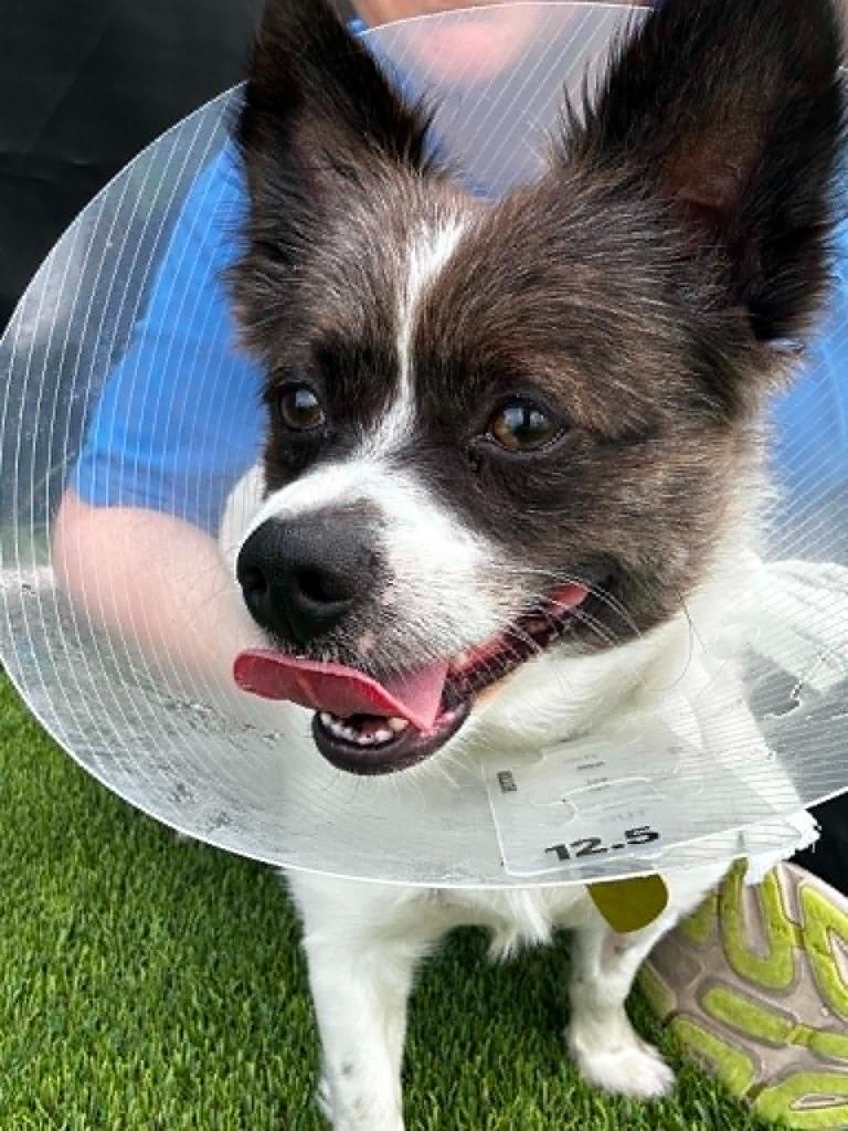 Enlarge Jazz, a Adoptable mixed breed in Detroit, MI image 1/4