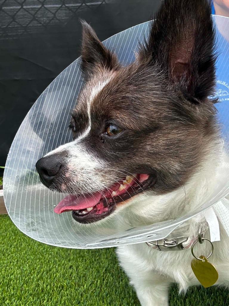 Enlarge Jazz, a Adoptable mixed breed in Detroit, MI image 2/4