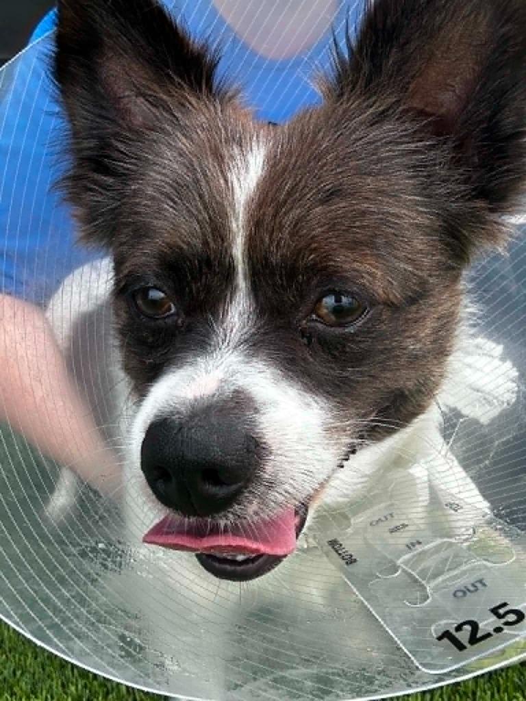 Enlarge Jazz, a Adoptable mixed breed in Detroit, MI image 4/4