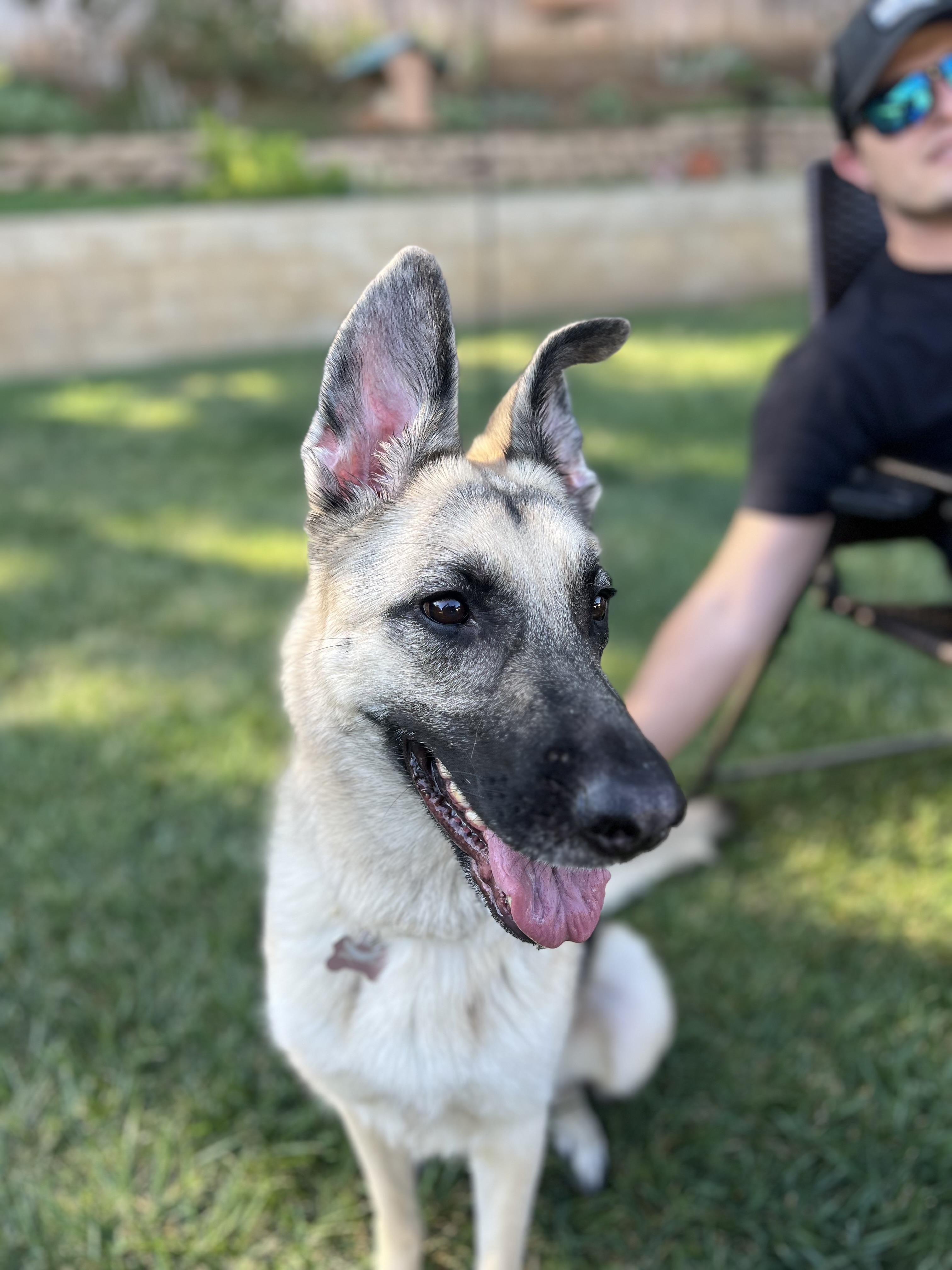 Samantha, Adoptable, Young Female German Shepherd Dog.