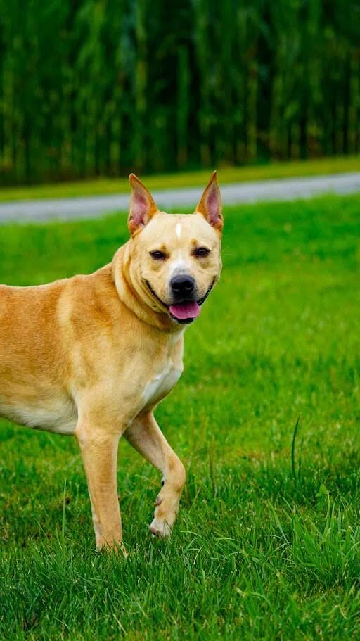 Jack, Adoptable, Adult Male Pit Bull Terrier.