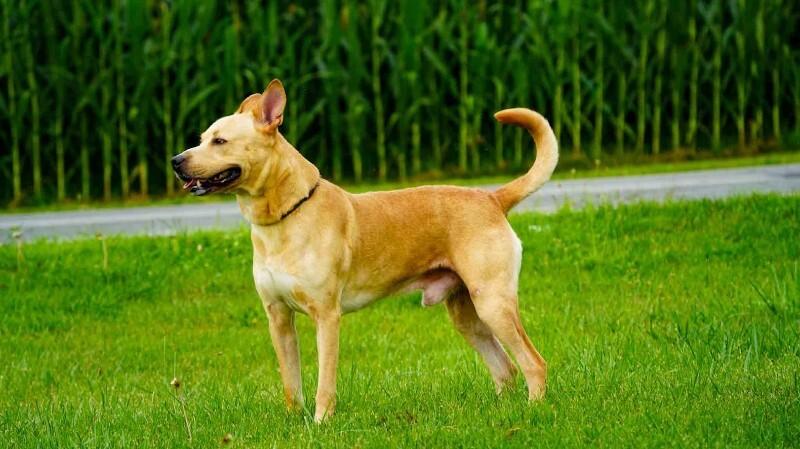 Enlarge Jack, a Adoptable Pit Bull Terrier in Kenton, OH image 2/2
