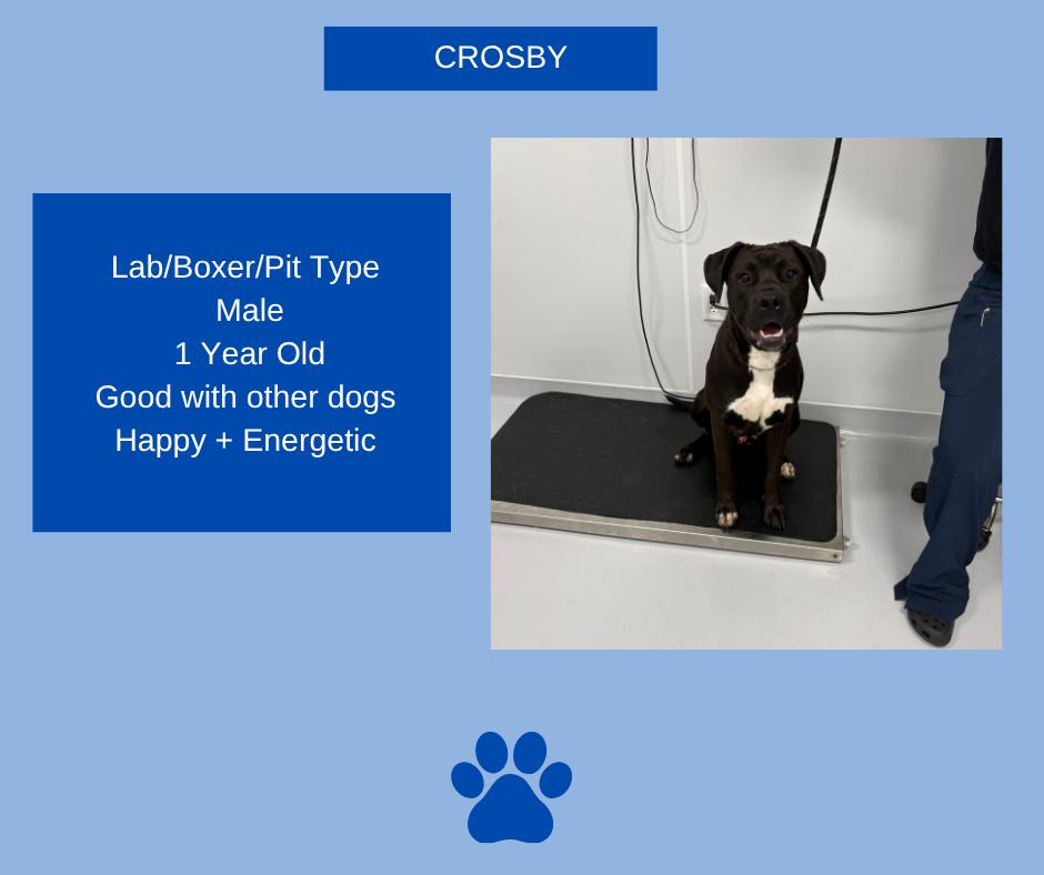 Crosby, ADOPTABLE, Young Male Labrador Retriever & Boxer.