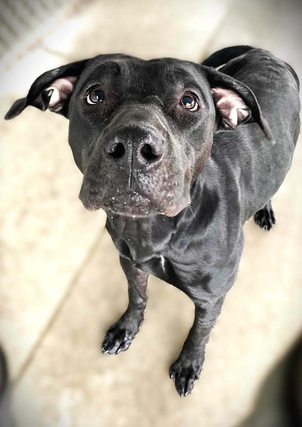 Hera, Adoptable, Adult Female Black Labrador Retriever & Pit Bull Terrier.