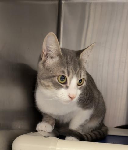 Cilantro (with Salami)