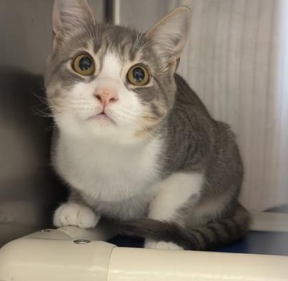 Cilantro (with Salami) — thumbnail 2