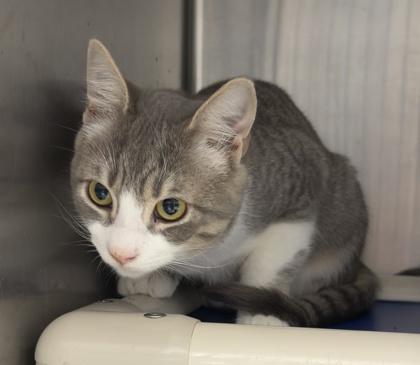 Cilantro (with Salami) — thumbnail 3