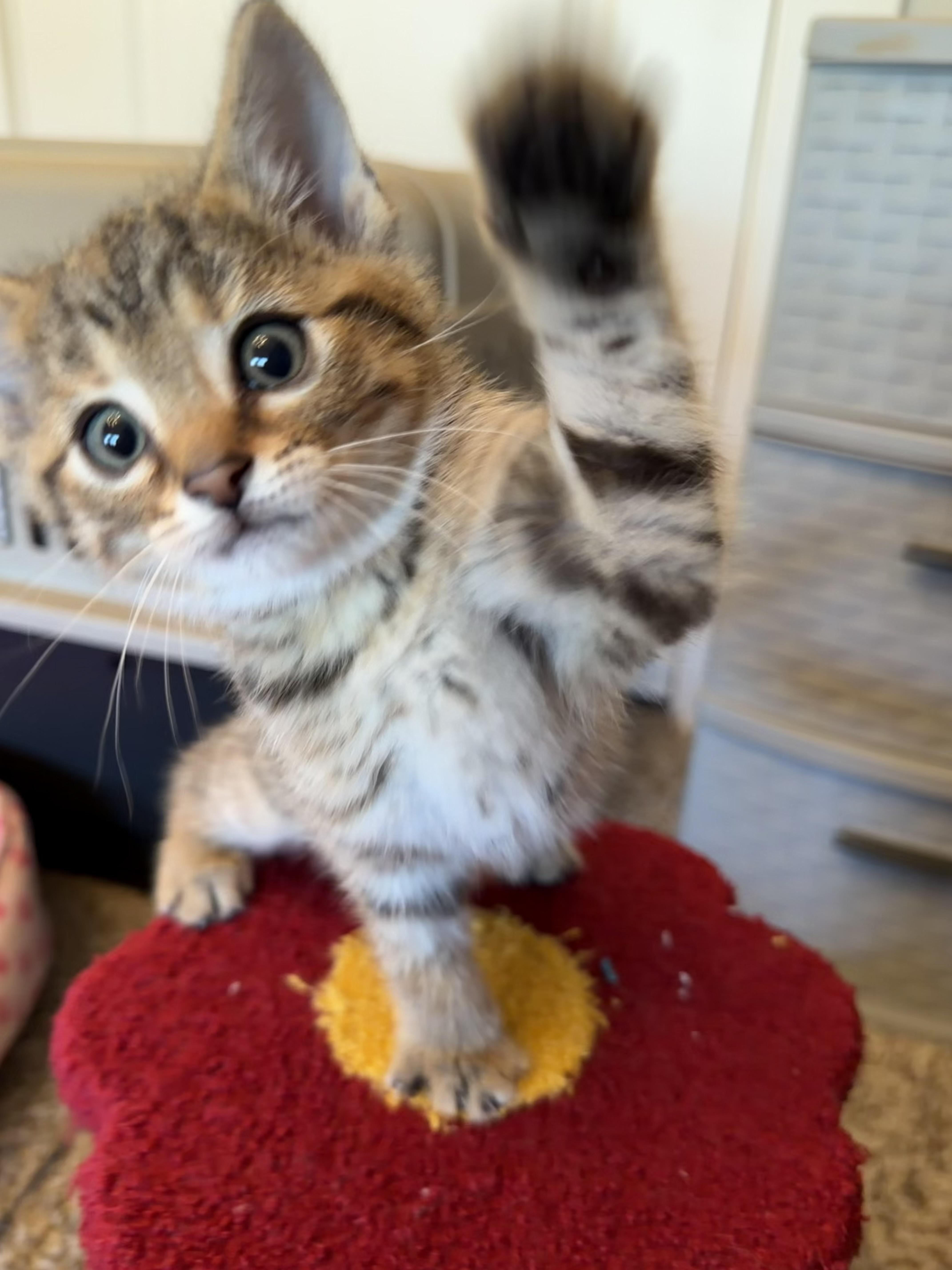 Cocoa, Adoptable, Kitten Female American Shorthair & Calico.