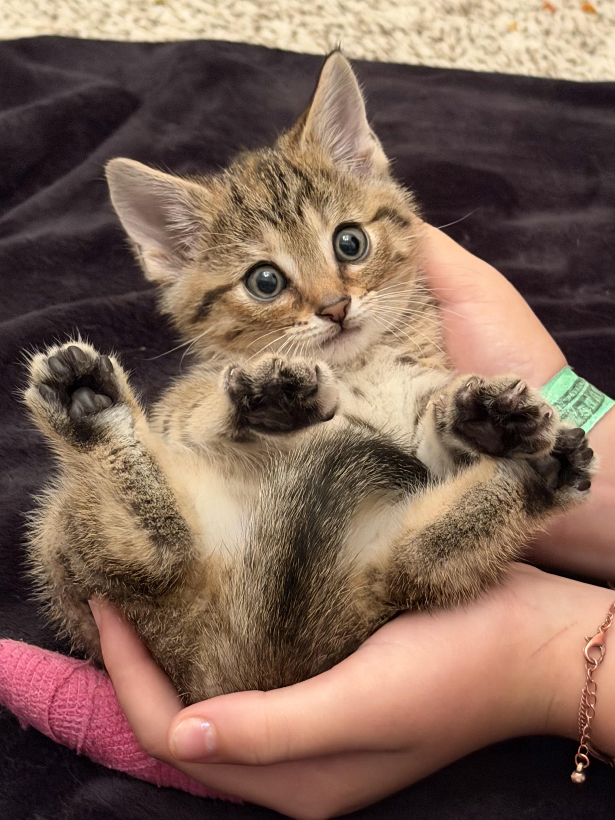 Enlarge Cocoa, a Adoptable mixed breed in Sellersburg, IN image 2/3