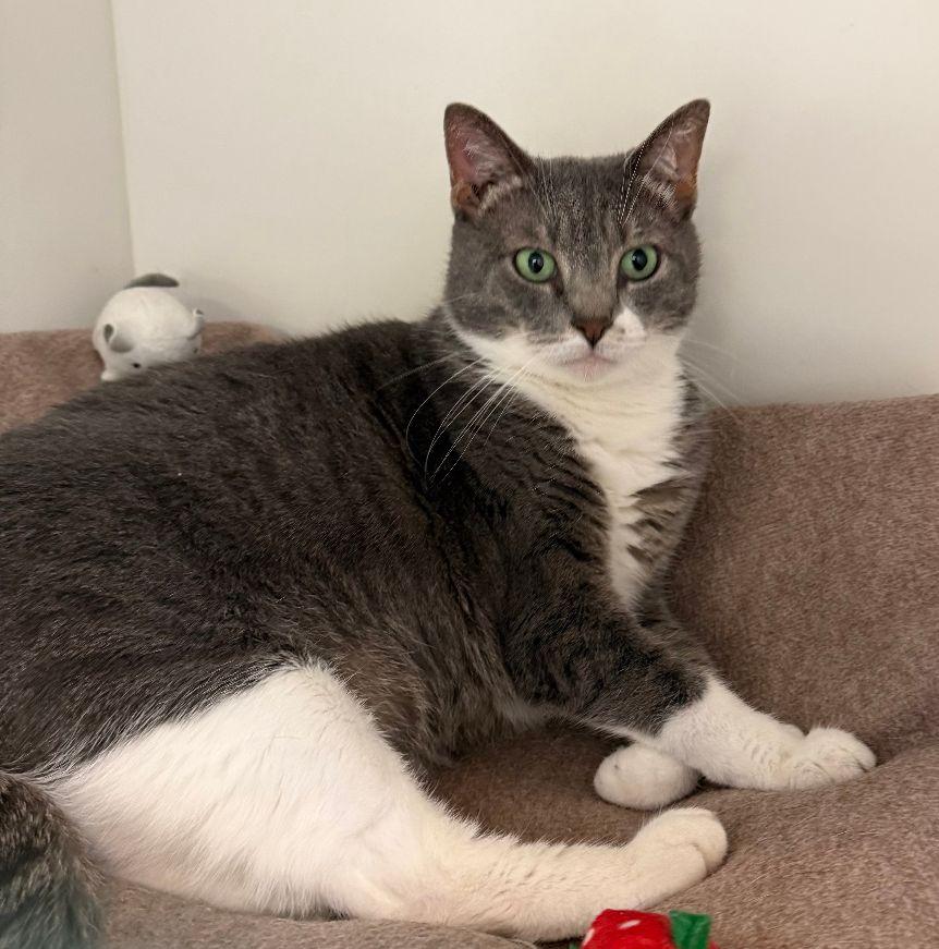 Ms Lily, Adoptable, Adult Female Domestic Short Hair.
