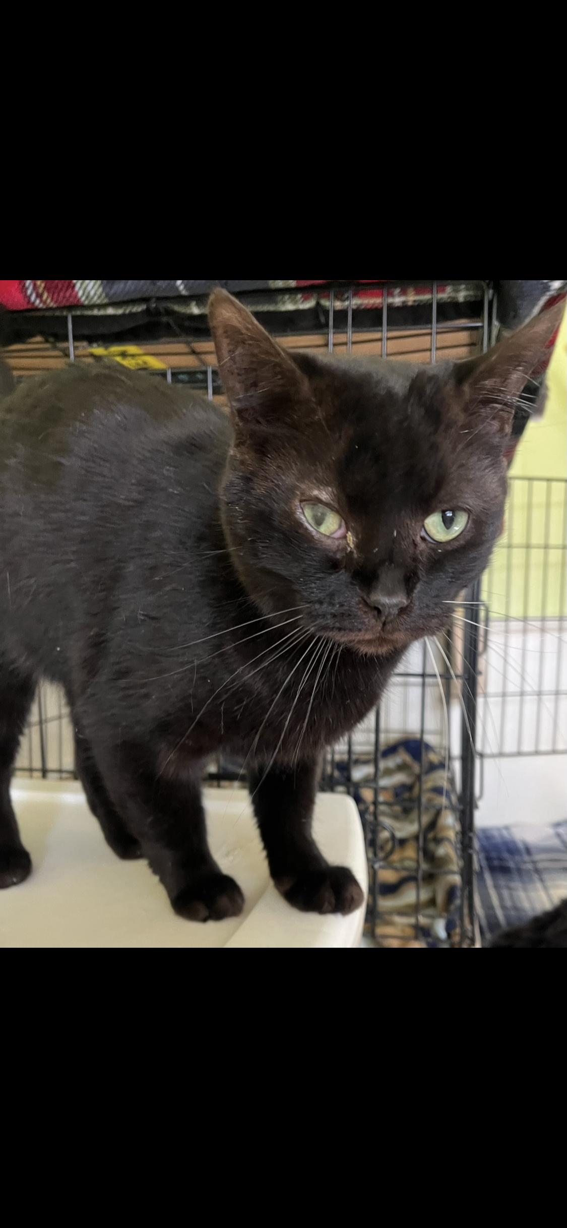 Enlarge Michael , a ADOPTABLE Domestic Short Hair in Moline, IL image 4/4