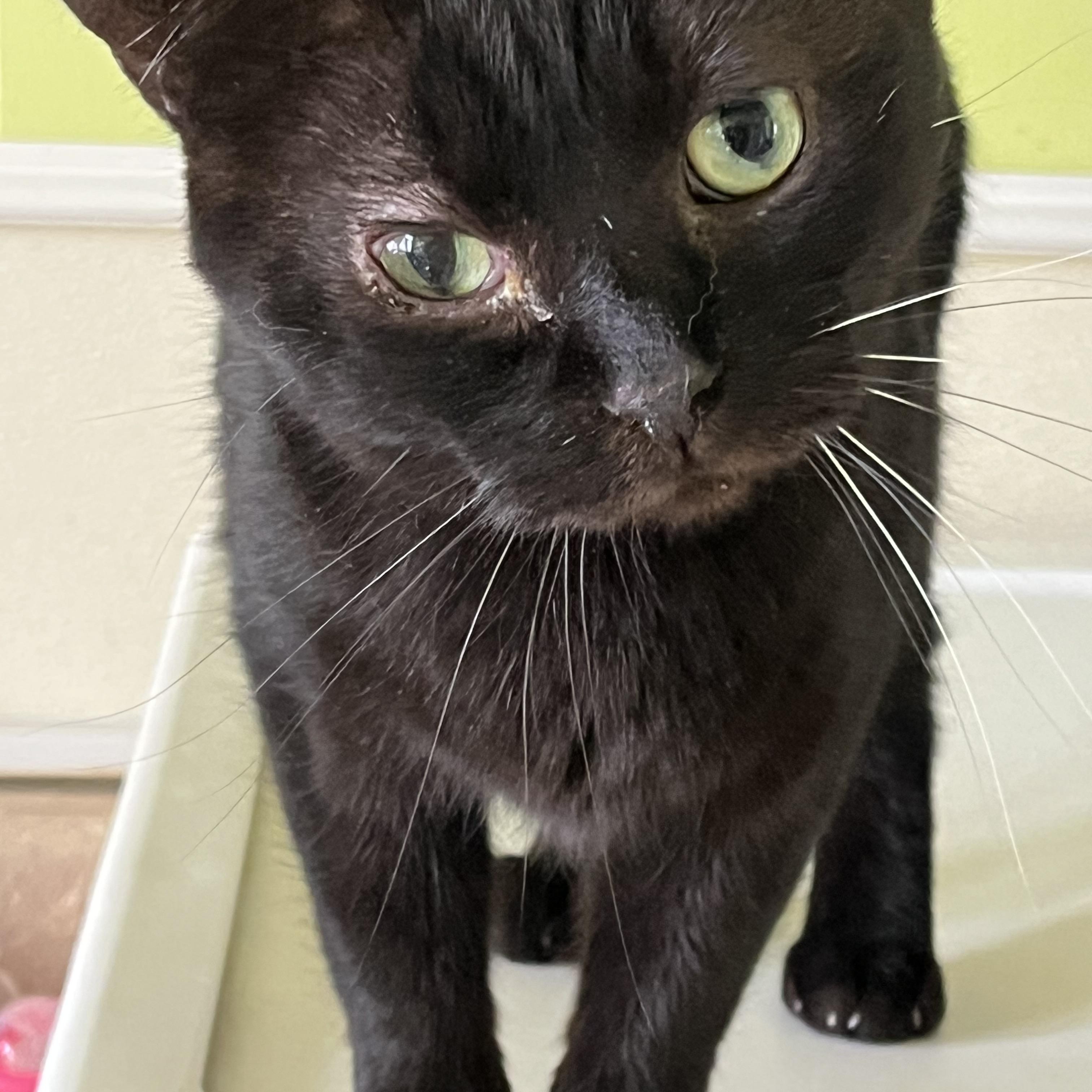 Michael , ADOPTABLE, Adult Male Domestic Short Hair.