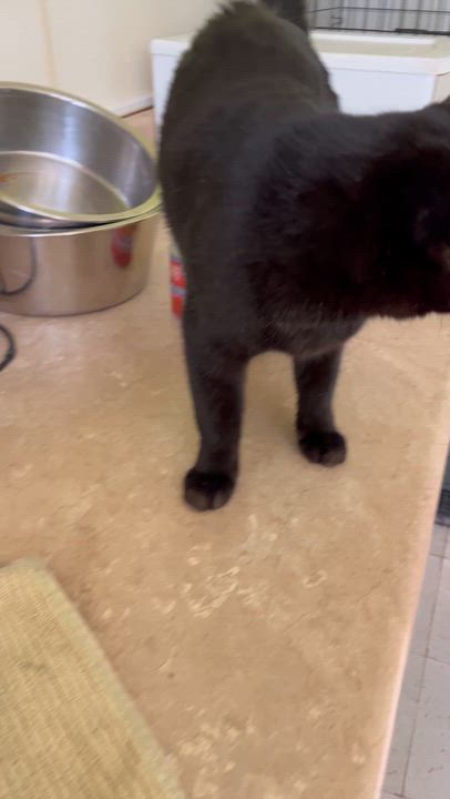Enlarge Michael , a ADOPTABLE Domestic Short Hair in Moline, IL video 2/4