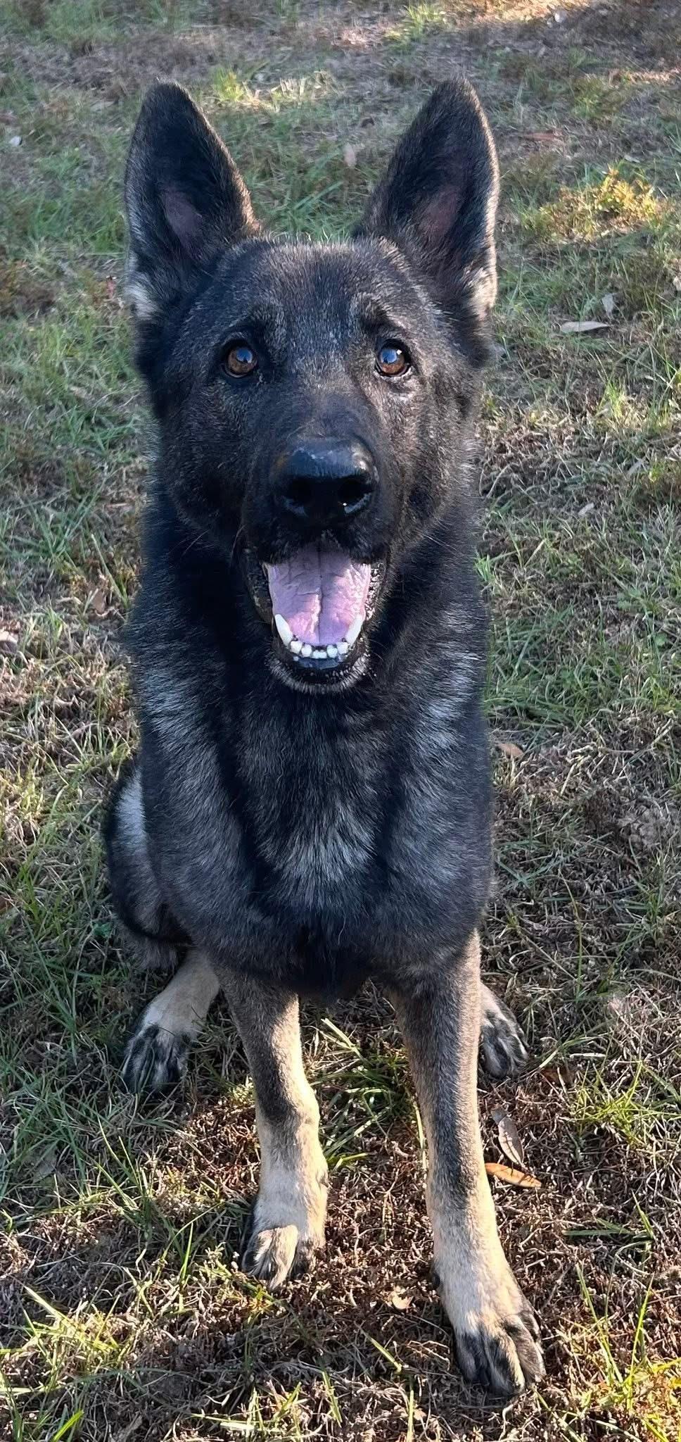 Sully, Adoptable, Adult Male German Shepherd Dog.