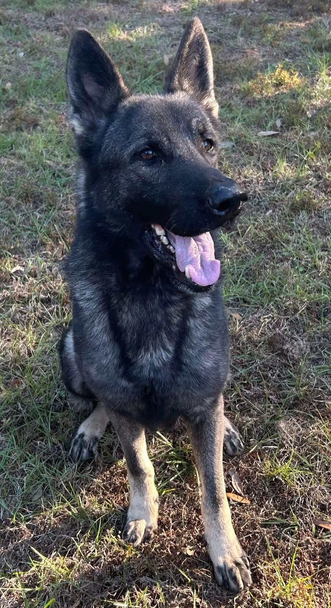 Enlarge Sully, an adopted German Shepherd Dog in Darien, GA image 2/3