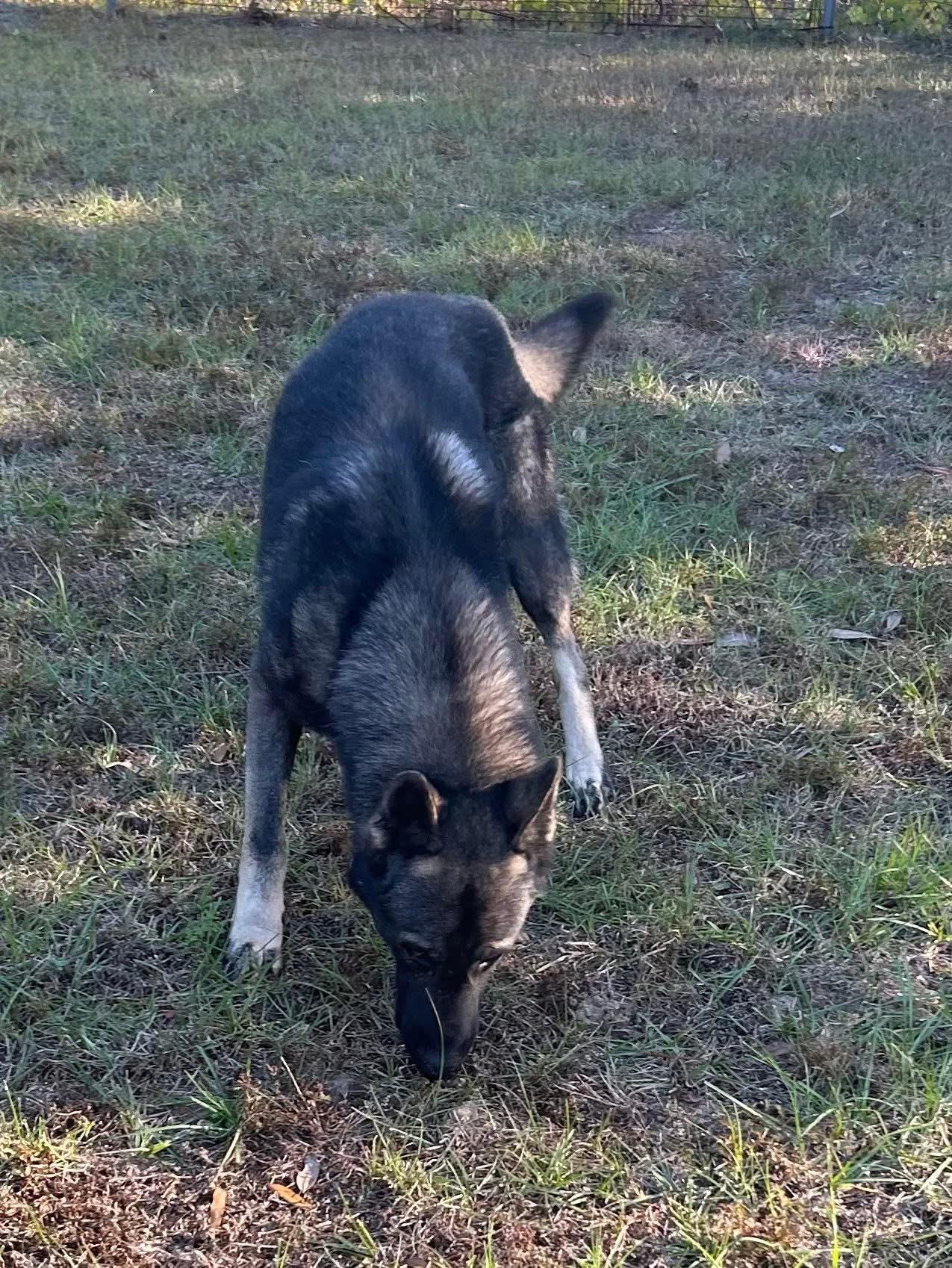 Enlarge Sully, an adopted German Shepherd Dog in Darien, GA image 3/3