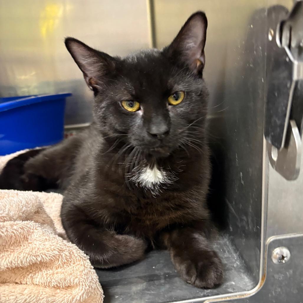 Midnight — thumbnail 2