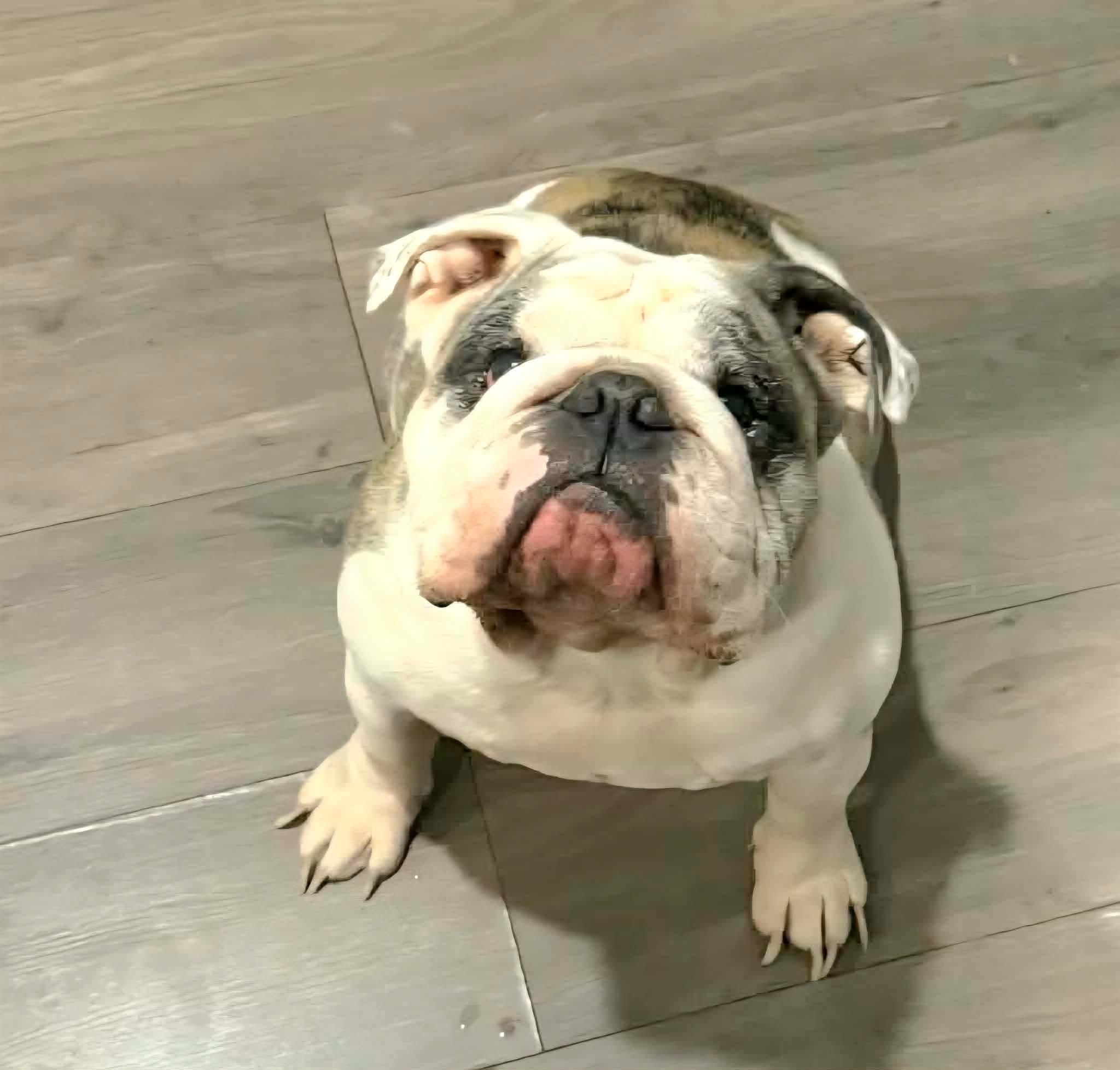 Enlarge Rip, an adopted English Bulldog in Pittsburgh, PA image 1/6