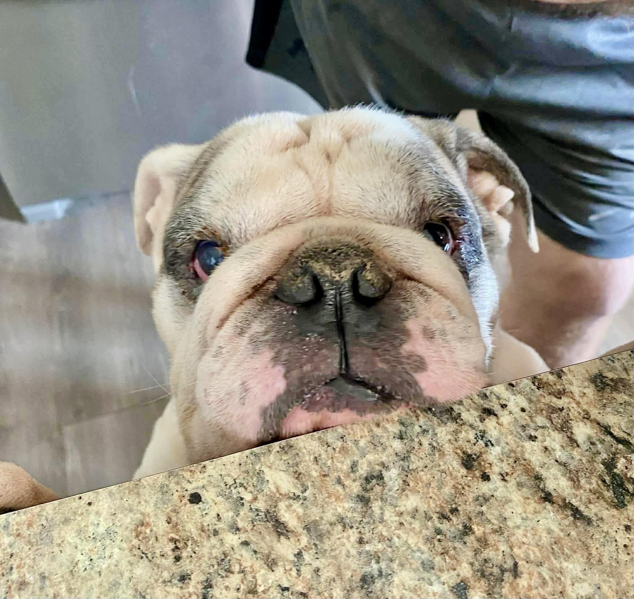 Enlarge Rip, an adopted English Bulldog in Pittsburgh, PA image 3/6