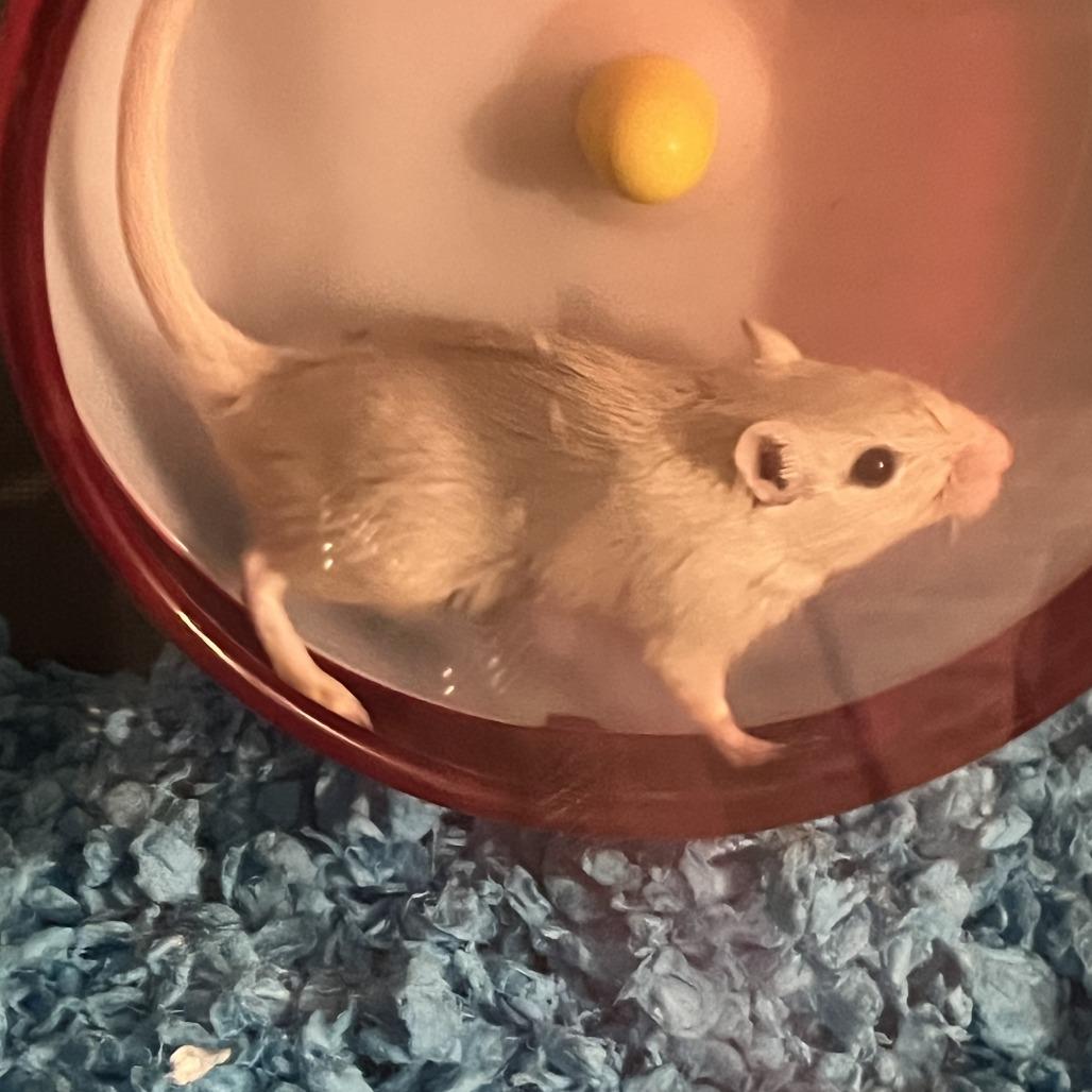 Nymeria with Lady and Grey Wind - in foster, Adoptable, Baby Female Gerbil.