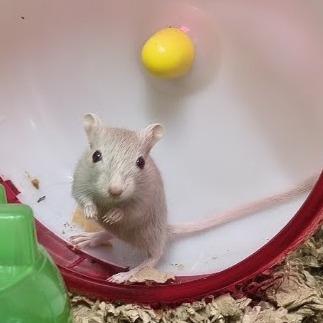 Nymeria with Lady and Grey Wind - in foster, Adoptable, Baby Female Gerbil.