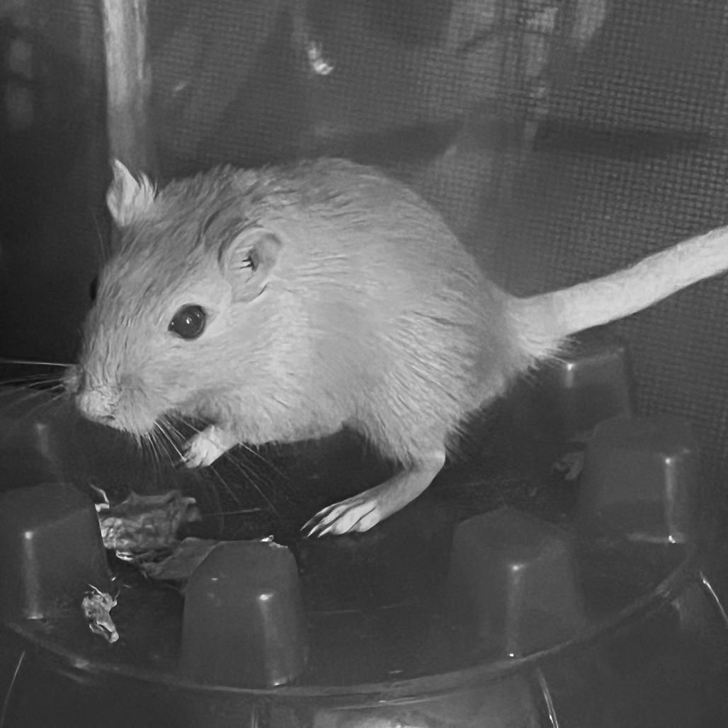 Enlarge Nymeria with Lady and Grey Wind - in foster, a Adoptable Gerbil in Springfield, MA image 3/3
