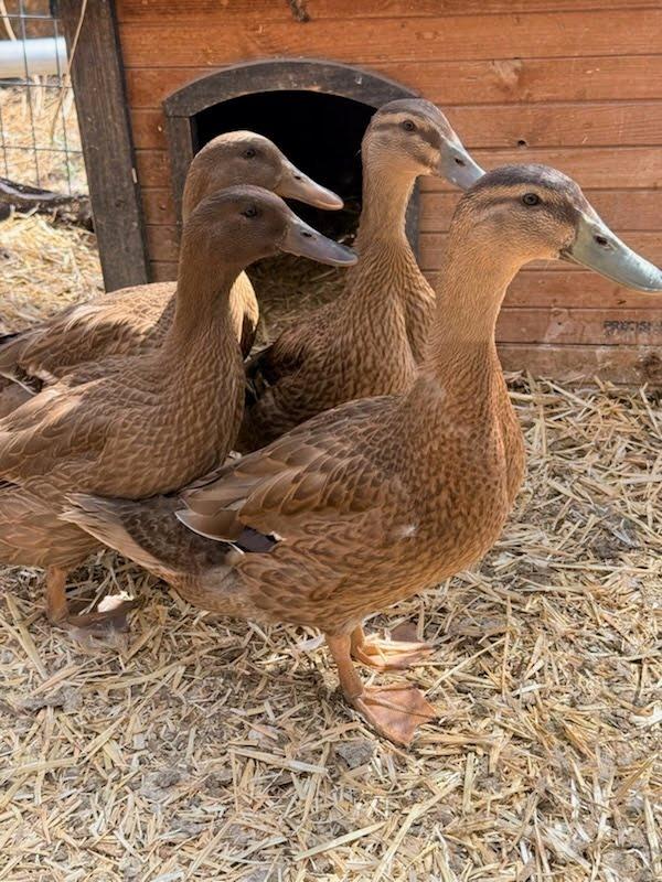 Enlarge Gloria / Carl / Jolene / Dolly / Carl, a Adoptable Duck in Eagle Mountain, UT image 2/2