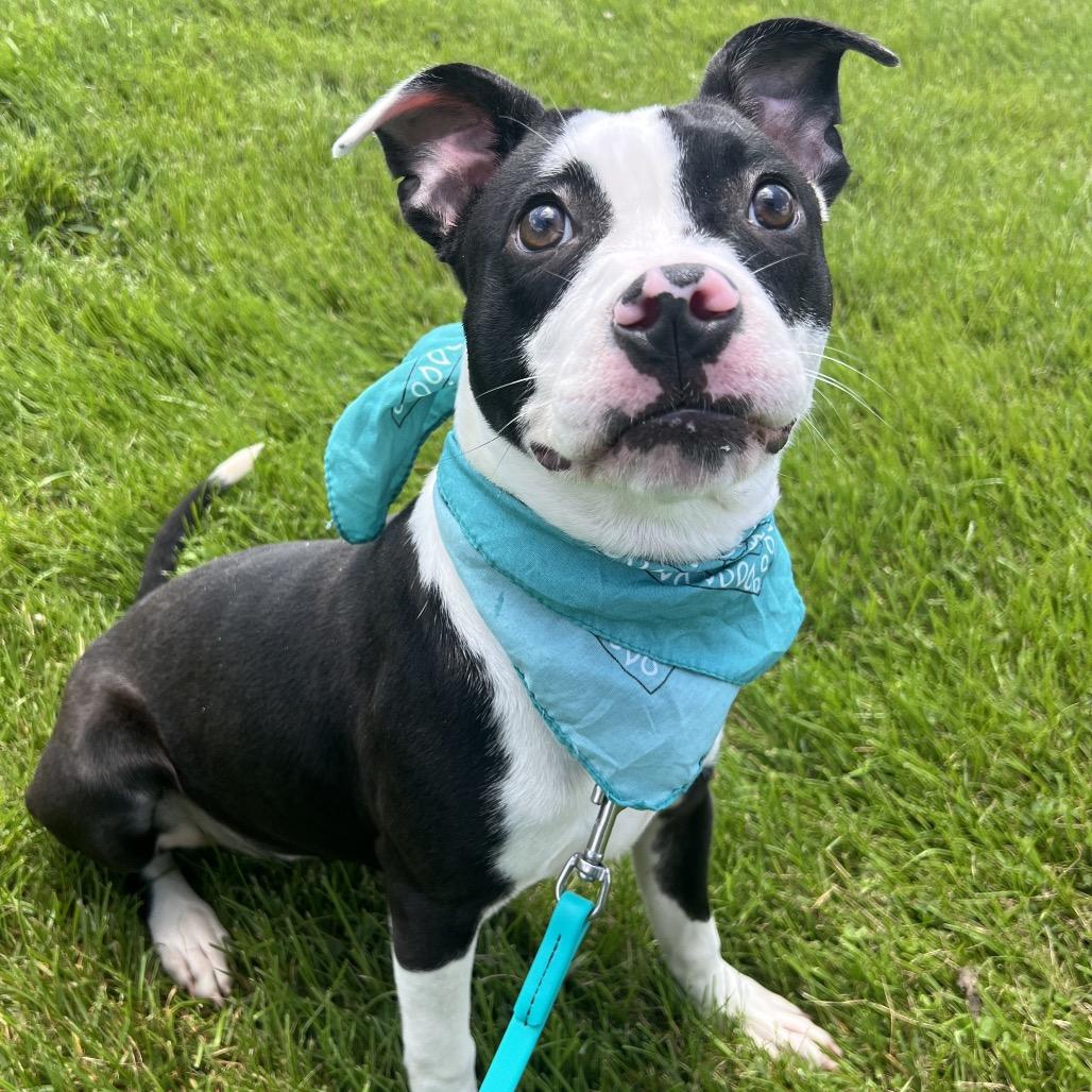 Yin, Adoptable, Young Female Mixed Breed.