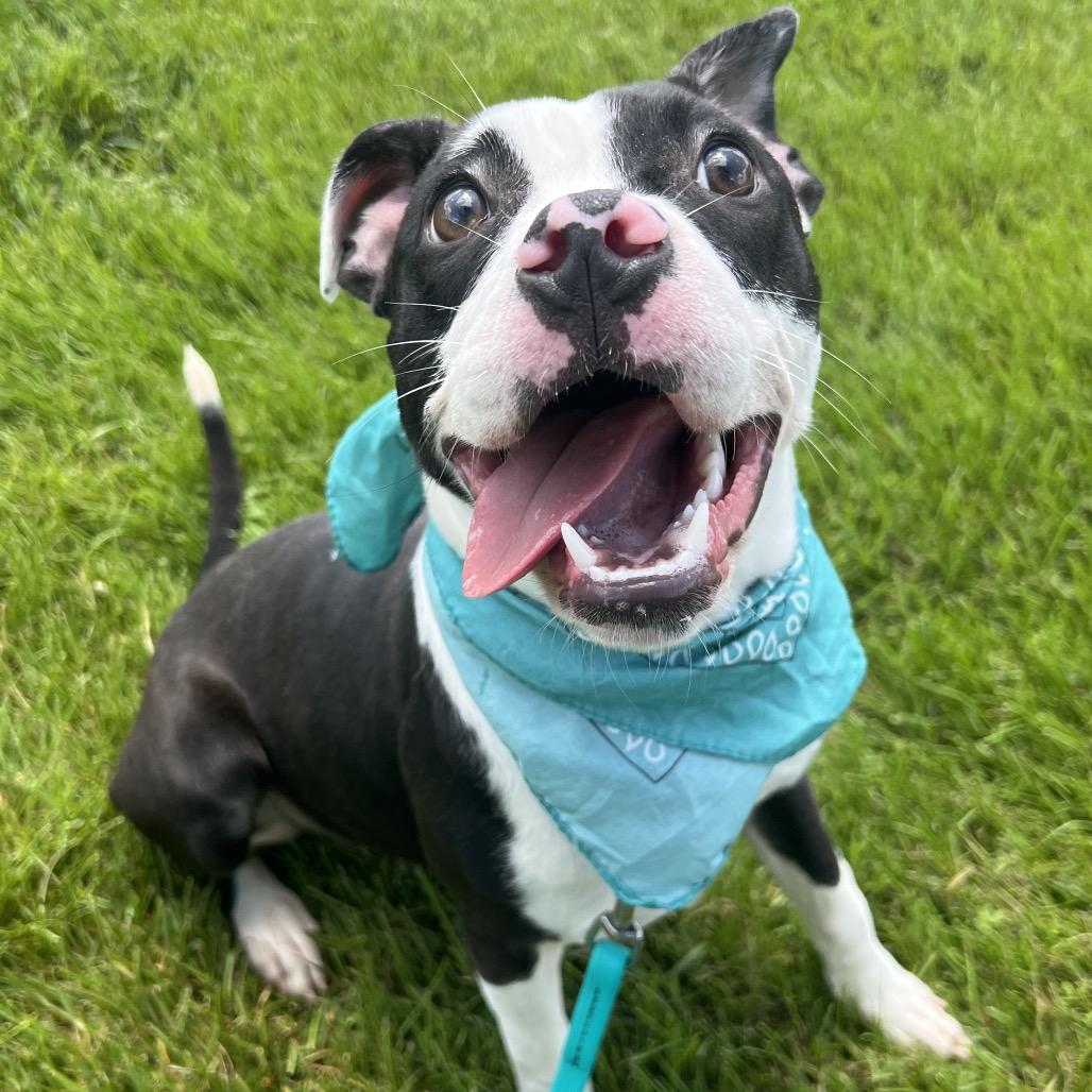 Yin, a Adoptable Mixed Breed in Canal Winchester, OH image 2/4