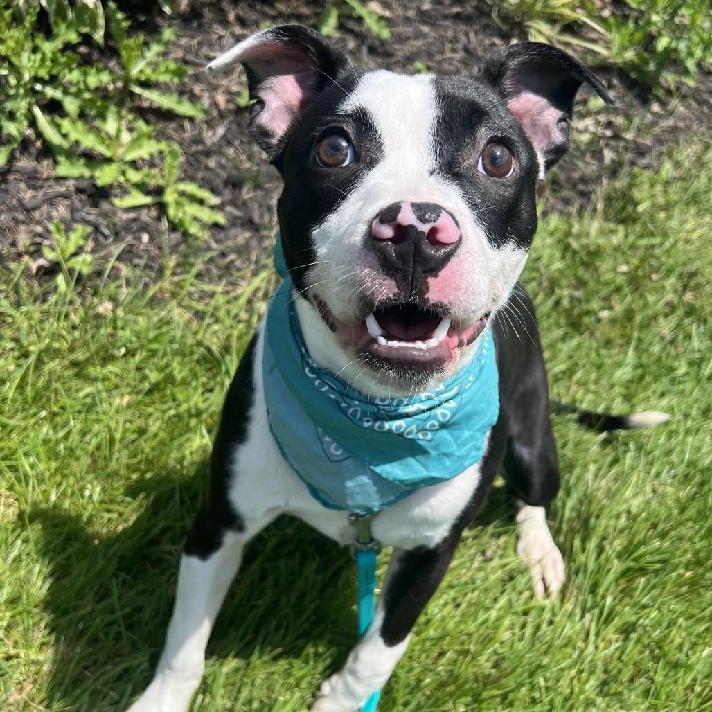 Yin, a Adoptable Mixed Breed in Canal Winchester, OH image 3/4