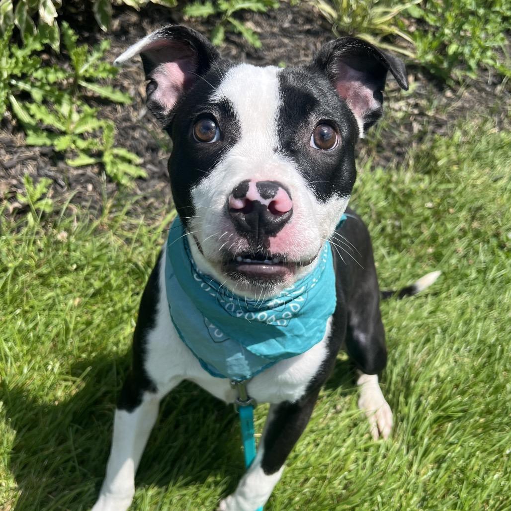 Yin, a Adoptable Mixed Breed in Canal Winchester, OH image 4/4