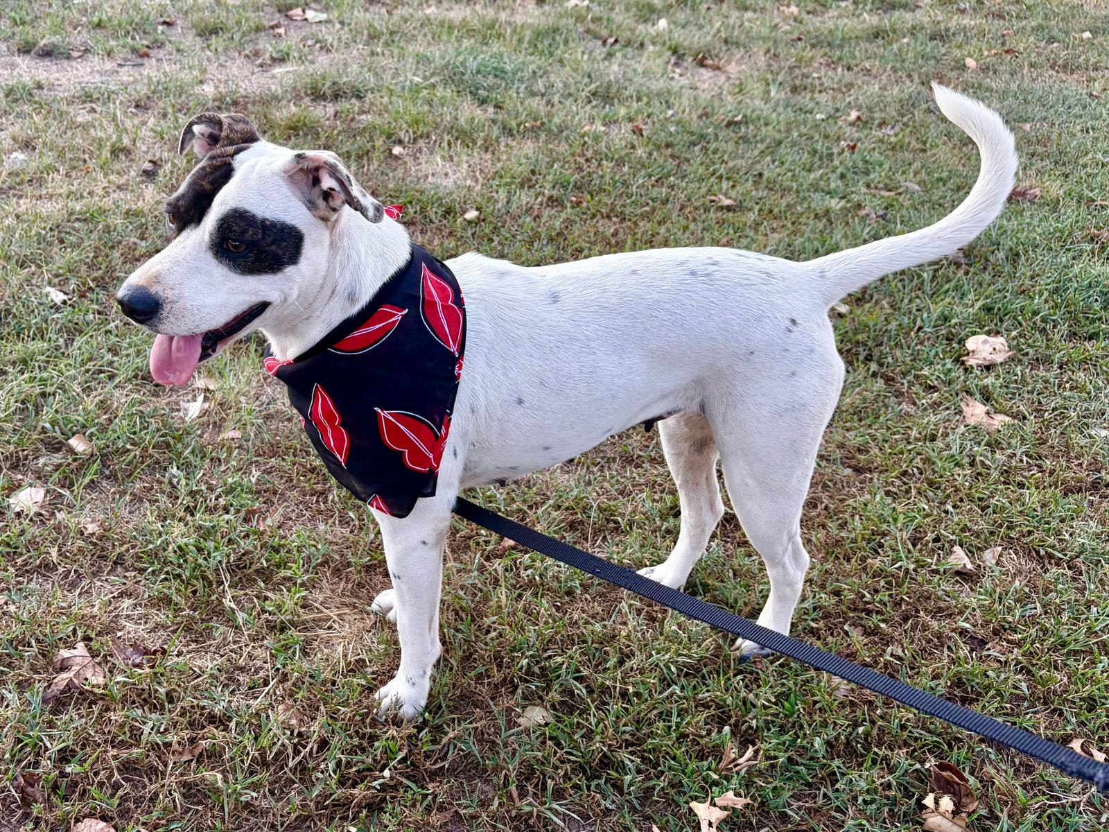 Enlarge Whitney, a Adoptable mixed breed in Wakefield, RI image 3/3